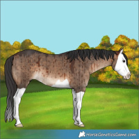 Horse Color:Brown Dun Splash Brindle 