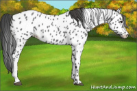 Horse Color:Blue Roan Near Leopard 