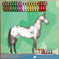 Horse Color:Liver Red Dun Frame Appaloosa