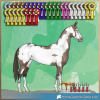 Horse Color:Liver Red Dun Frame Appaloosa