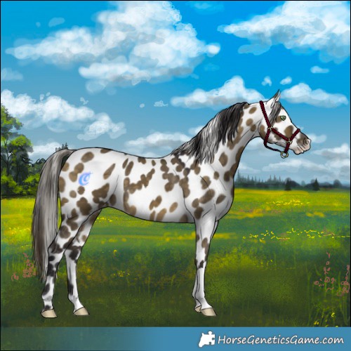Horse Color:Buckskin Dun Appaloosa 