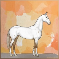 Horse Color:Chocolate Palomino Dun Frame Near Fewspot 