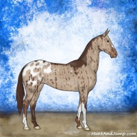Horse Color:Liver Red Dun Appaloosa Brindle 
