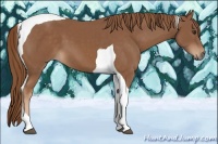 Horse Color:Chestnut Tobiano