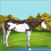 Horse Color:Liver Chestnut Splash Frame 