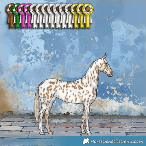 Horse Color:Chocolate Palomino Dun Appaloosa
