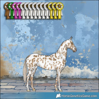 Horse Color:Chocolate Palomino Dun Appaloosa
