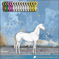 Horse Color:Chocolate Palomino Dun Appaloosa