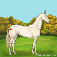 Horse Color:Buckskin Roan Pearl  and Buckskin Roan Pearl 