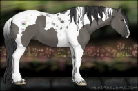Horse Color:Grullo Tobiano