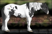 Horse Color:White Spotted Black Tobiano 