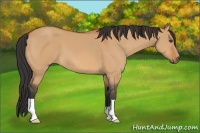 Horse Color:Bay Dun