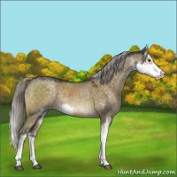 Horse Color:Chocolate Palomino Dun Mushroom Sabino Appaloosa 
