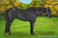 Horse Color:Black 