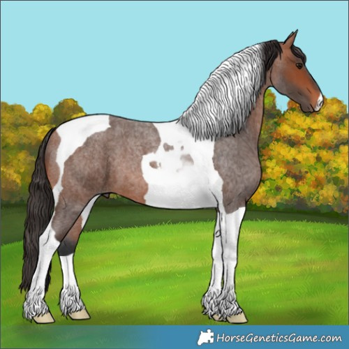 Horse Color:Bay Roan Tobiano 