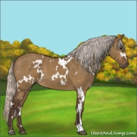 Horse Color:White Spotted Silver Buckskin Dun 
