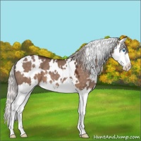 Horse Color:White Spotted Silver Brown Dun Splash 