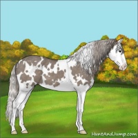 Horse Color:White Spotted Silver Grullo Splash 