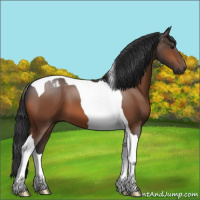 Horse Color:Bay Tobiano 