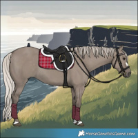 Horse Color:Silver Grullo 