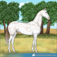 Horse Color:Bay Dun Splash Appaloosa 