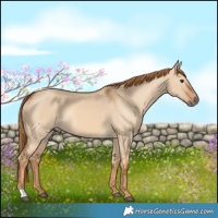 Horse Color:Red Dun 