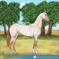 Horse Color:Red Dun Roan 