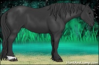 Horse Color:Black 