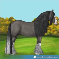 Horse Color:Grullo Splash 