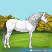 Horse Color:White Spotted Black Splash Frame 