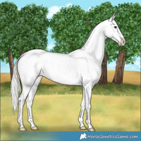 Horse Color:Silver Buckskin Splash Varnish