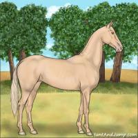 Horse Color:Gold Champagne 