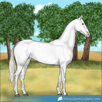 Horse Color:Palomino Appaloosa