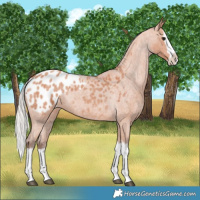 Horse Color:Silver Bay Roan Splash Appaloosa 