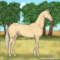 Horse Color:Gold Cream Champagne 