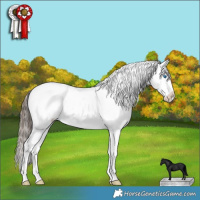 Horse Color:Black Splash Appaloosa 