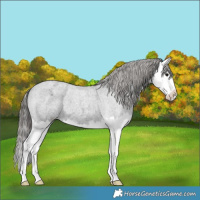 Horse Color:Blue Roan Splash Appaloosa 