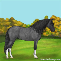 Horse Color:Blue Roan 