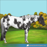 Horse Color:White Spotted Smoky Black