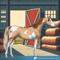 Horse Color:Red Dun Splash Tobiano 