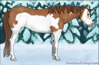 Horse Color:Buckskin Splash Frame Appaloosa Rabicano 
