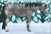 Horse Color:Black Ice Sabino