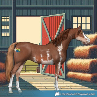 Horse Color:Gold Champagne Roan Tobiano  and Chestnut Sabino 