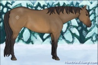 Horse Color:Buckskin Dun 