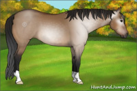 Horse Color:Gray Bay Dun 