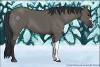 Horse Color:Grullo 