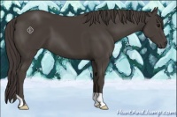 Horse Color:Smoky Black 