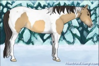 Horse Color:Buckskin Dun Tobiano 
