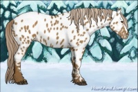 Horse Color:Chocolate Palomino Near Leopard