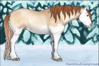 Horse Color:Buckskin Pearl Onyx Splash 